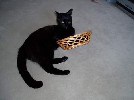 Blanding af racer Simba - .. og igen=) billede 8