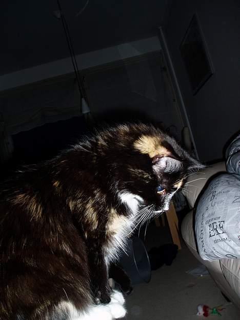 Blanding af racer Nala billede 7