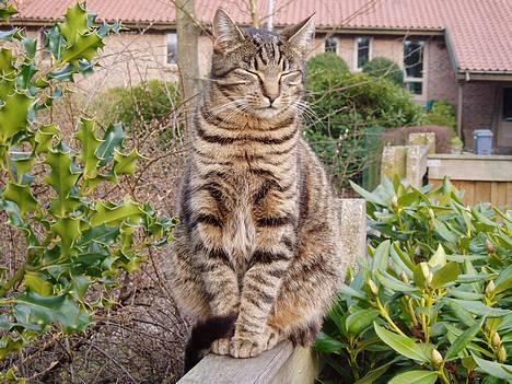 Blanding af racer Puttemand - Uhh, at i tør komme så tæt på! det er mit hegn... Miit det HELE!!! billede 8