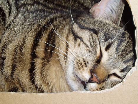 Blanding af racer Puttemand - Zzzzz... billede 9