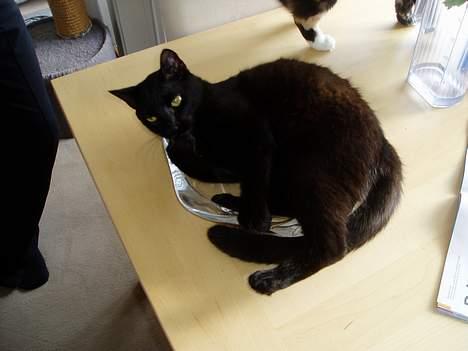 Blanding af racer Simba - Jubiiiii........... her kan jeg ligge!! Tilfreds misser billede 9