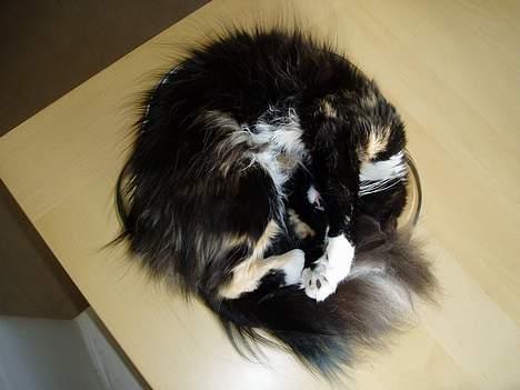 Blanding af racer Nala billede 8