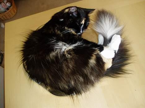 Blanding af racer Nala billede 9