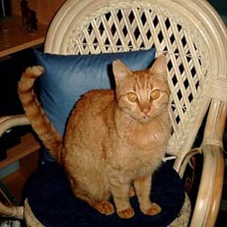 Blanding af racer Valde - Min sød kat... <3 billede 1