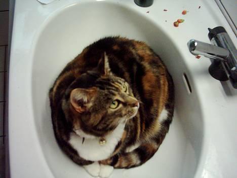 Blanding af racer Tøsen - Typiske hende. Hun har altid elsket håndvaske. billede 1