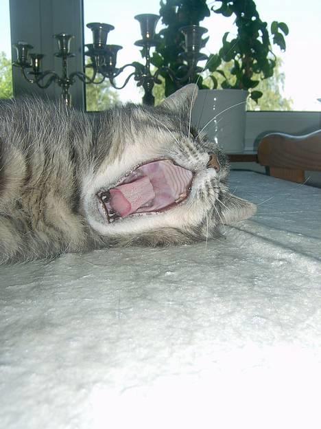 Blanding af racer *SPEEDY* - GaaaaB*!* (taget af micehlla ) billede 1