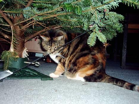 Blanding af racer Tøsen - ja så skulle det lige testes, om det nu var godt at ligge på vores nye komfur. billede 2