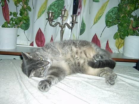 Blanding af racer *SPEEDY* - hva laver d lile kat(taget af micehlla o) billede 2