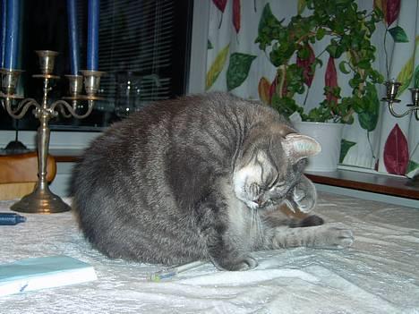 Blanding af racer *SPEEDY* - jeg bliver genert(taget af michella o) billede 3