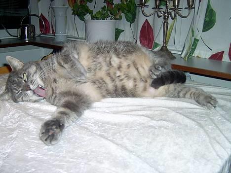 Blanding af racer *SPEEDY* - hmm ja(taget af michella o) billede 4