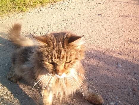 Blanding af racer Mutzi - Kom frit frem lille Otto billede 8