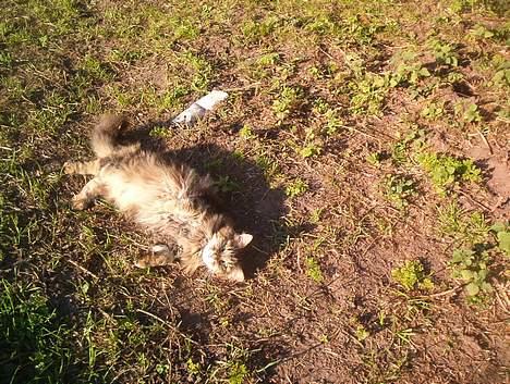 Blanding af racer Mutzi - Vil du ikke godt bære, jeg er så træt billede 9