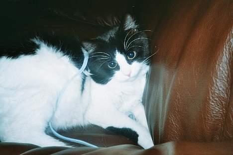 Blanding af racer Lemone's Pusling - Hehe.. Her koser han seg i sofan hjemme. :) billede 1