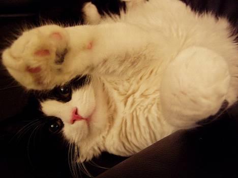 Blanding af racer Lemone's Pusling - Pusling elsker seg i klesskapet mitt! Han har faktisk fått sin egen plass der! :) billede 2