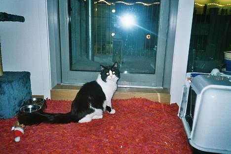 Blanding af racer Lemone's Pusling - Pusling er ved ´teritoriet´ hans :P billede 3