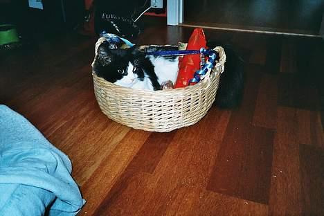 Blanding af racer Lemone's Pusling - Pusling i kurven sin! :D billede 4