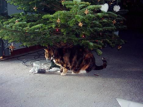 Blanding af racer Tøsen - og igen. billede 3