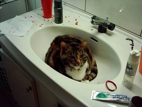 Blanding af racer Tøsen billede 4