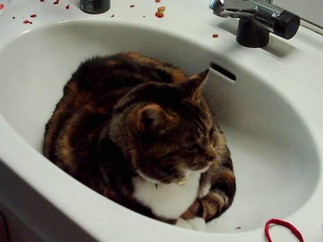 Blanding af racer Tøsen billede 5