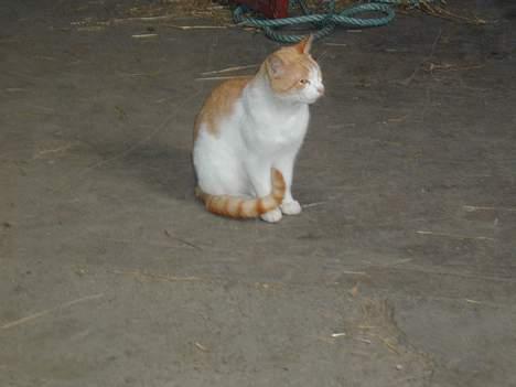 Blanding af racer Malou - Her er han så... billede 1