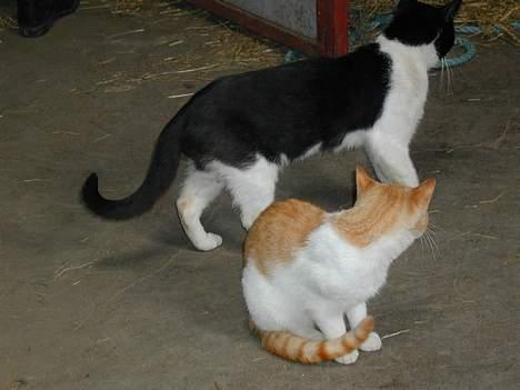 Blanding af racer Malou - og så kigger man lige på king... billede 2