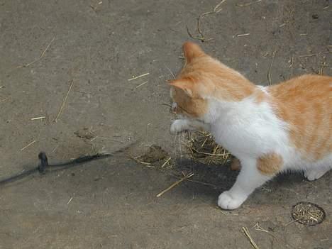 Blanding af racer Malou - hov hvad er det..? billede 3
