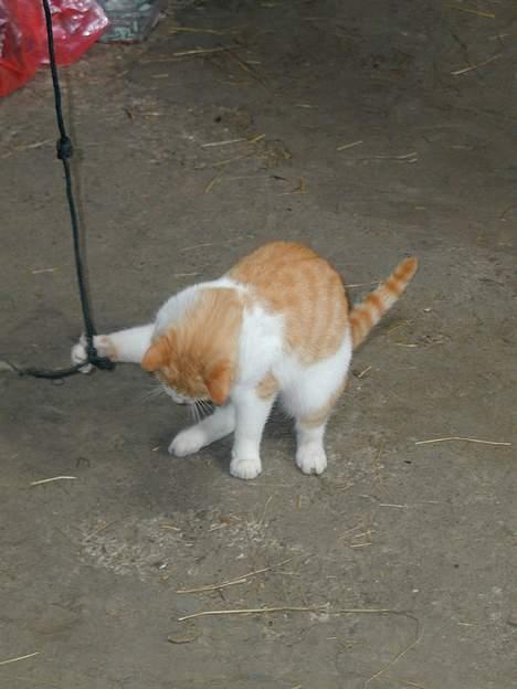 Blanding af racer Malou - Hjælp jeg sidder fast.. billede 4