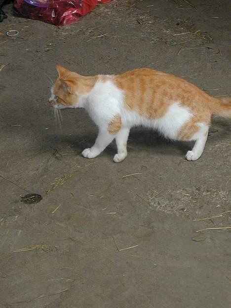 Blanding af racer Malou - vent på mig..! billede 5