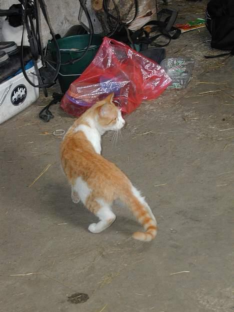 Blanding af racer Malou - Hvad var nu det..? billede 6