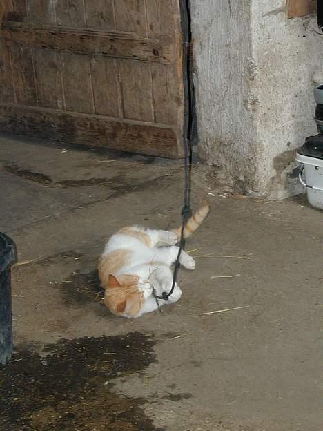 Blanding af racer Malou - Ha Ha.. det her er sjovt.. billede 7