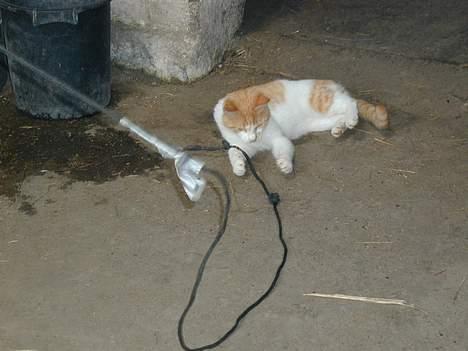 Blanding af racer Malou - ja jeg fanget dig.. billede 8