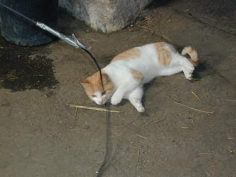 Blanding af racer Malou - ha ha.. nu igen.. billede 9