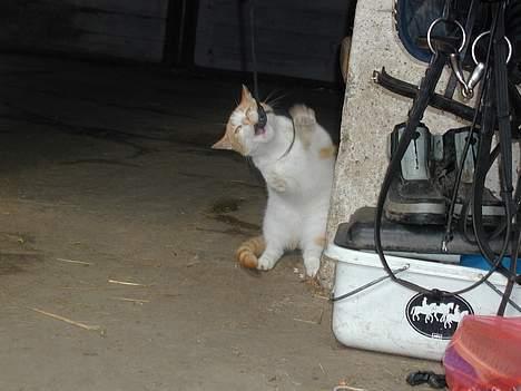 Blanding af racer Malou - nu skal jeg.. billede 10