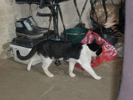 Blanding af racer King - og så skal vi på jagt efter Beauty.. billede 2