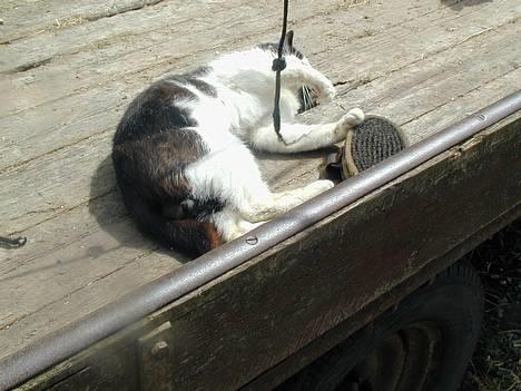 Blanding af racer King - Ha ha.. det her er sjovt... billede 4