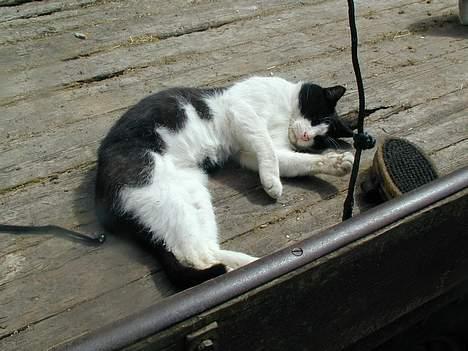 Blanding af racer King - Hvad er det overhovet..? billede 5