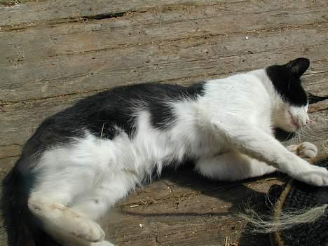 Blanding af racer King - Nu har jeg dig.. billede 6