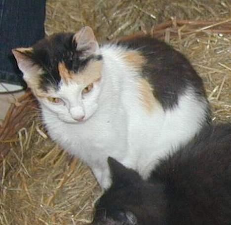 Blanding af racer Beauty - Her er hun så... billede 1