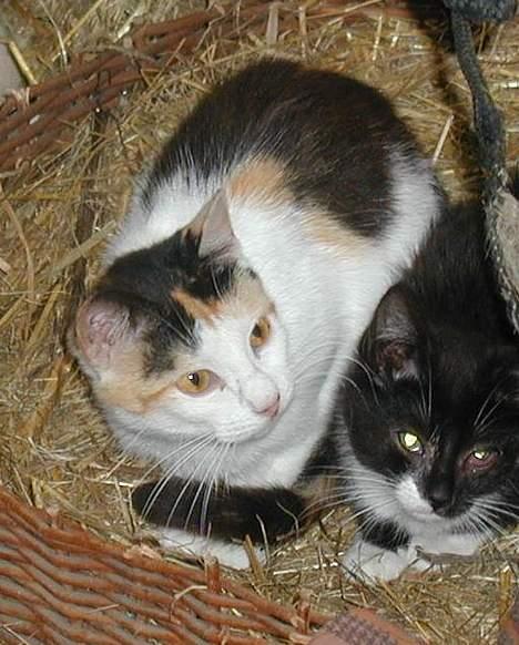 Blanding af racer Beauty - Hov hvad var det..? billede 2