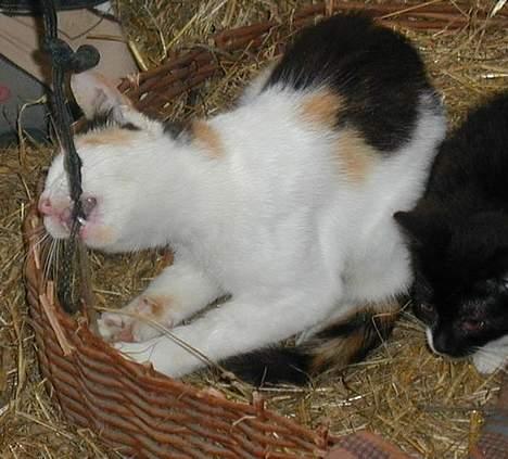 Blanding af racer Beauty - Ha ha... det her er sjovt... billede 3