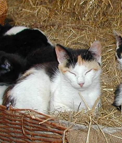 Blanding af racer Beauty - ZZZZZzzzzzzz... billede 4