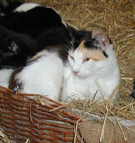 Blanding af racer Beauty - hvad...? billede 5