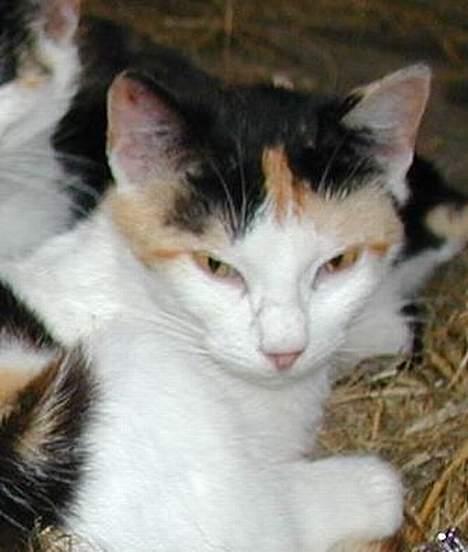 Blanding af racer Beauty - Skrid jeg prøver på at sove.. billede 6