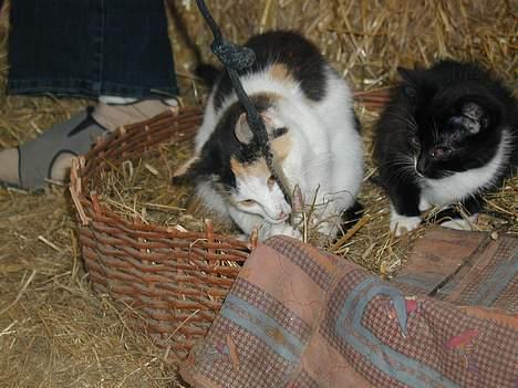 Blanding af racer Beauty - Nu har jeg dig..?´ billede 7