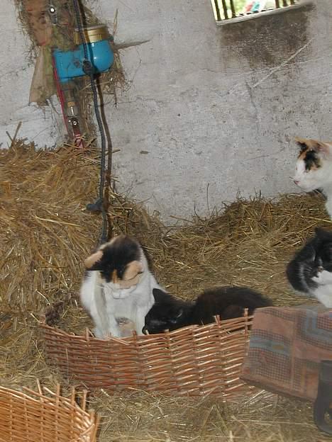 Blanding af racer Beauty - Hov hvad laver du der..? billede 8