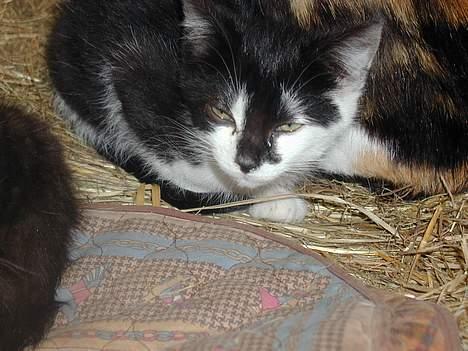 Blanding af racer Skak - Her er han så..  Er han ikke sød.. billede 1