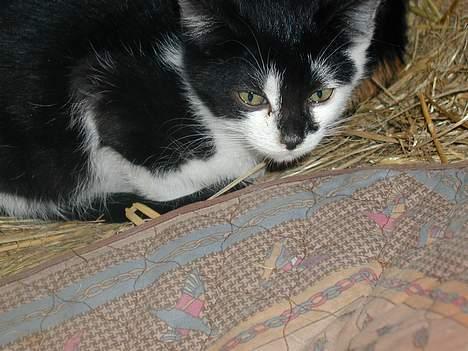 Blanding af racer Skak - Hej med jer.. billede 2