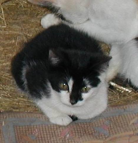 Blanding af racer Skak - Hov hvad var det..? billede 3