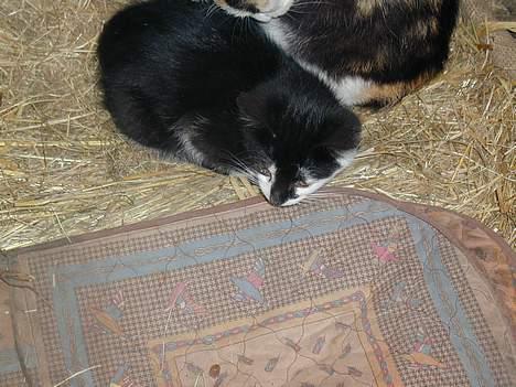 Blanding af racer Skak - hov der noget..? billede 4