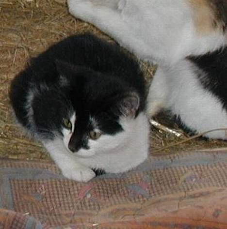 Blanding af racer Skak - Se der mor... billede 5